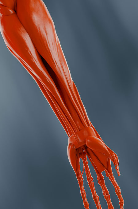 Leeds Limb Centre Medical Muscle Arm Hand